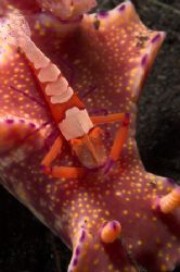 Imperial shrimp living on a t-bar nudi - taken Lembeh Str... by Simon Pickering 